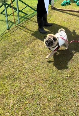 嬉しそうな犬