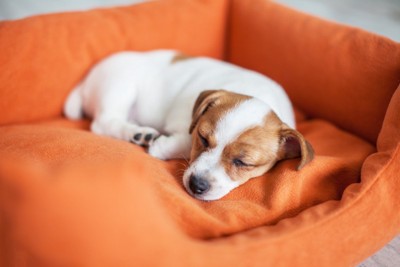 ベッドで眠る子犬