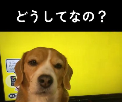 テレビの前に座る中型犬