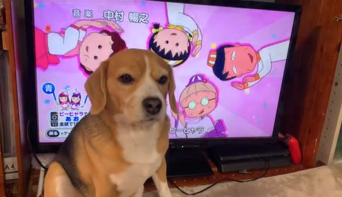 ドヤ顔する中型犬