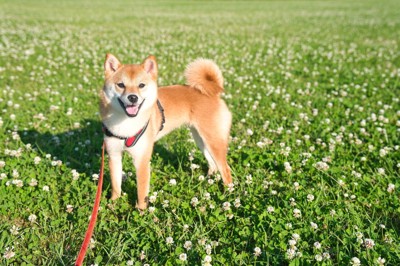 笑顔でこちらを見つめる犬