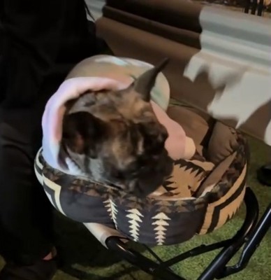 すねる犬