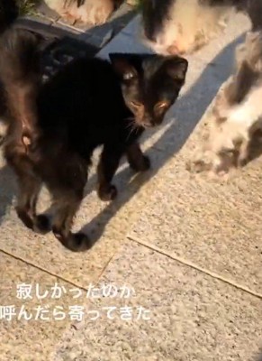 人懐こく着いてきた
