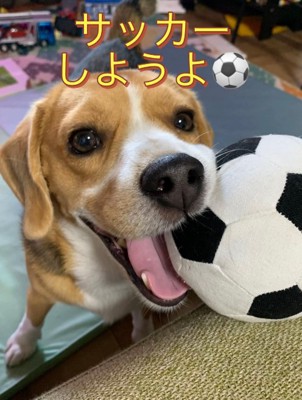 ボール遊びに誘う中型犬