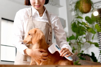 ブラッシングされる犬