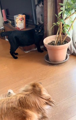 子猫を守るリーダーに！