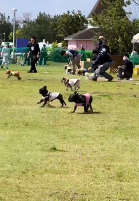 走る犬1
