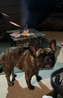 犬とBBQ