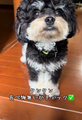「食べ物あるかな…」と匂いをチェック