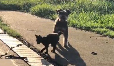 子猫と出会った