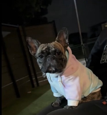 パーカーを着た犬