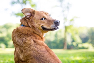 振り向く茶の犬