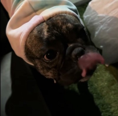 嬉しそうな犬