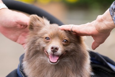 頭を撫でる、笑顔の犬