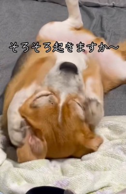 寝起きの中型犬