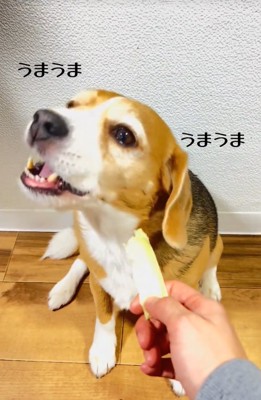 キャベツの芯を食べる中型犬