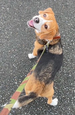 笑顔の中型犬