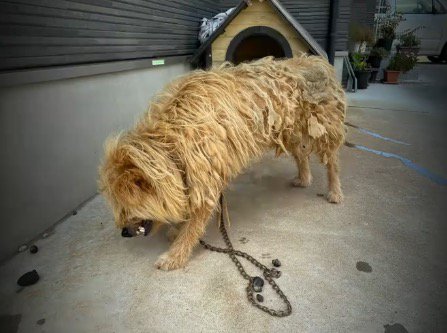 手入れをされず、毛が固まってしまったボサボサの犬