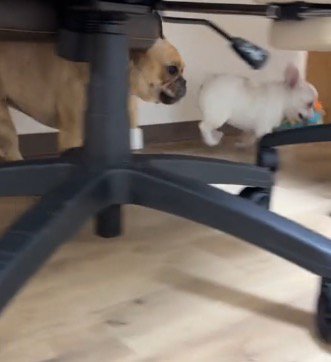 おもちゃを咥えた子犬を追いかける妹犬