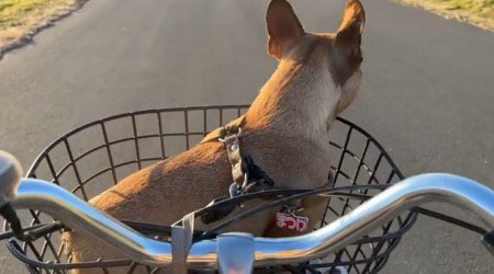 自転車のかごに乗って、周囲を見まわす妹犬