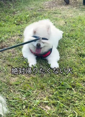 「絶対に動きません！」