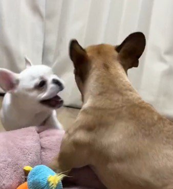 妹犬の顔をのぞき込む子犬