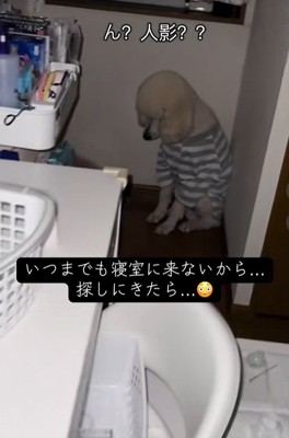 ボーダーのシャツを着て座る大型犬