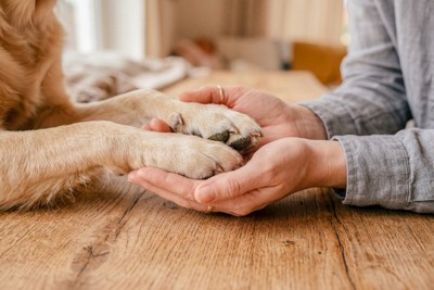 犬の手と人の手