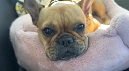 ペット用ベッドにアゴを乗せて飼い主を見つめる妹犬