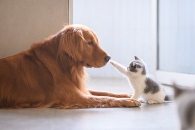 犬の鼻を触る子猫
