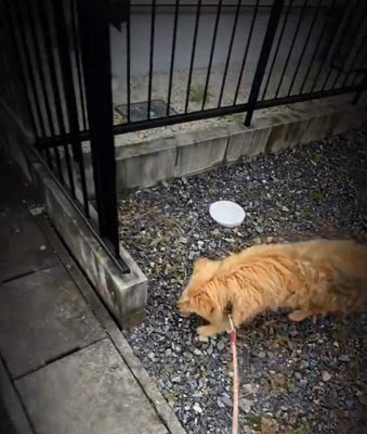 女性と一緒に散歩をするボサボサの犬