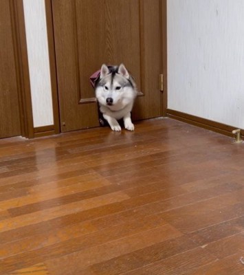 ここまでしか入れない…