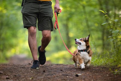 飼い主とアイコンタクトしながら散歩する犬