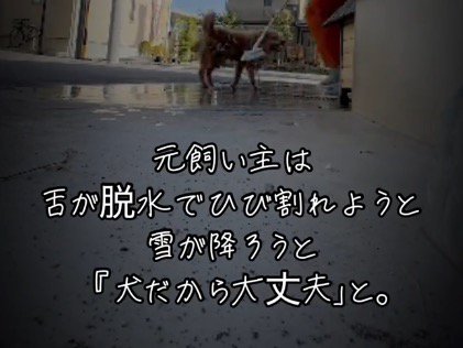 女性を見つめるボサボサの犬
