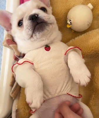 服を着て仰向けになる子犬