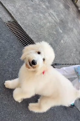 大型犬が家に来たばかりの頃