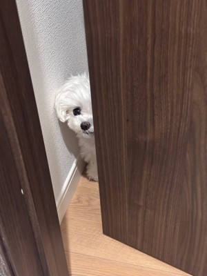 ストーカー