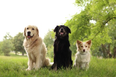 犬種の違う3匹
