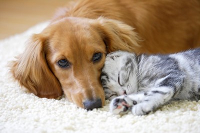犬と猫