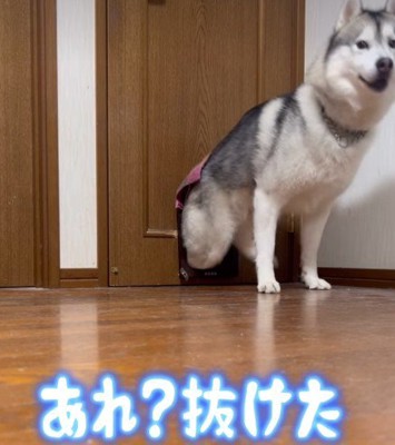 本犬も驚く柔軟さ♪