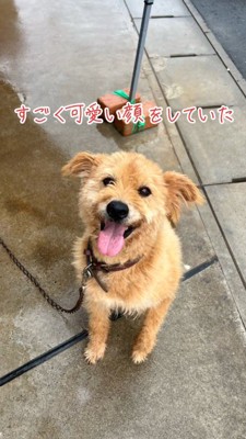 笑顔で女性を見上げる犬