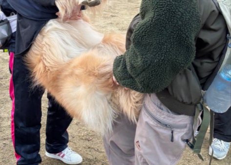 ドッグラン