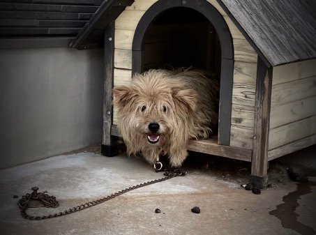 犬小屋の中に座るボサボサの犬