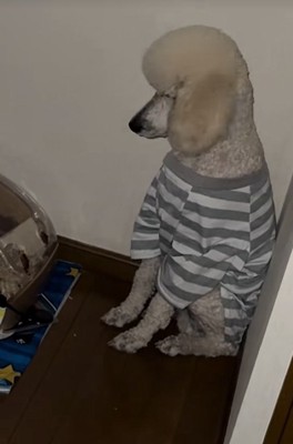 ハムスターを見ていた大型犬