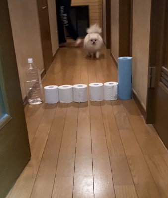 廊下に置かれたトイレットペーパーを…
