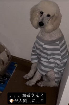 ボーダーのシャツを着て座る大型犬