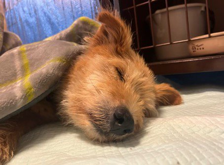毛布をかけて眠る犬