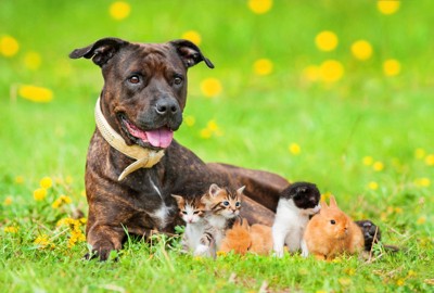 犬とその他の動物たち