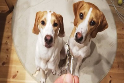 煮干しをもらう犬