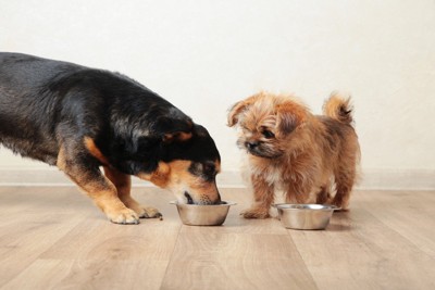 食事中の2匹